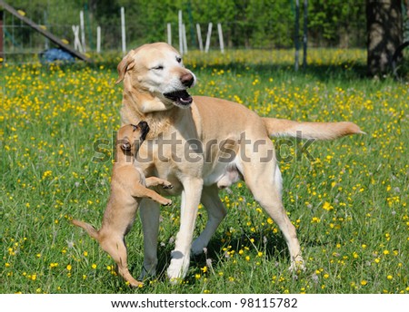 Rassmo Dog little pug dog puppy 3 months in the meadow- designer-dog - with Jack Russel Terrier Mops Mix mit Jack Russel Terrier with Labrador Retriever bodytalking