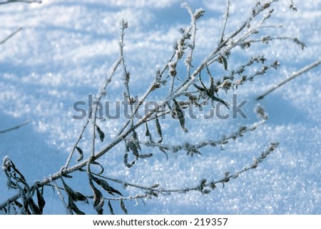 Russian winter, a lot of snow, some frozen plants.