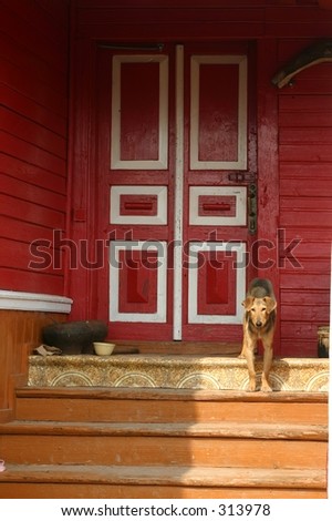 A dog at the door of a country-house