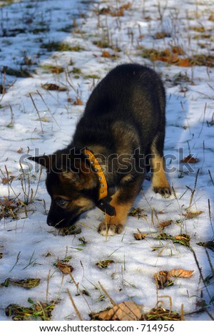 A little dog makes its first steps on the first november snow. Small but cute Siberian Husky puppy