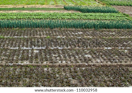 Outdoor conversion of agricultural crops and vegetables