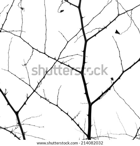 Abstract tree branches isolated on white background