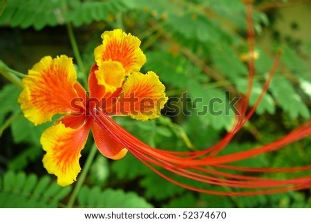 Yellow+poinciana