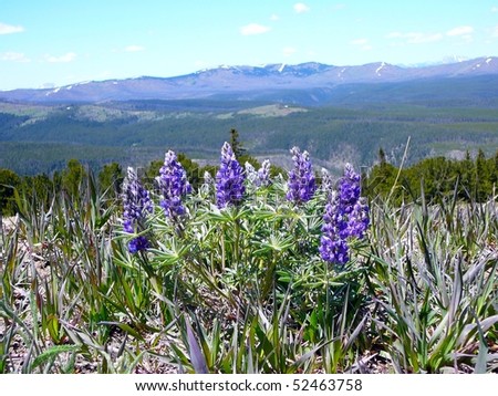 Lupine Flower Growing on Mt. Washburn with Mountains in Distance, Yellowstone National Park