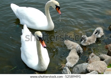 Swan Parents with Cygnets