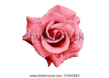 stock photo : Pink Rose Flower