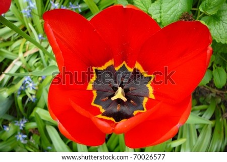 Inside of Single Red, Black, and Yellow Tulip Flower