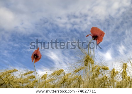 wheat field with poppies, Poppies and oat plants against blue sky