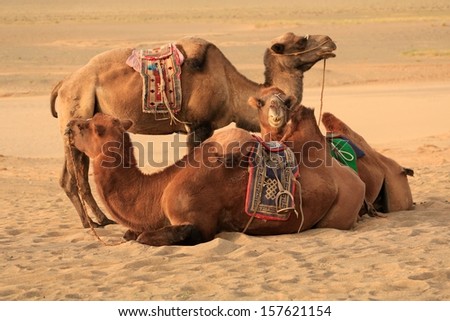 Bactrian camels resting in Gobi Desert