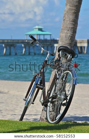 Bicycle resting on a palm tree, by a walkway, at Deerfield Beach, in Florida