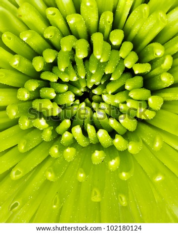 Extreme close up macro image of green spider mum or fuji mum flower