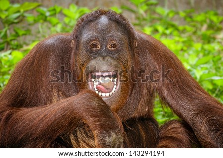 Portrait of Orangutan Pongo pygmaeus laughing with mouth wide open Portrait of Orangutan Pongo pygmaeus laughing with mouth wide open