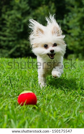 Maltipoo dog running for ball in field
