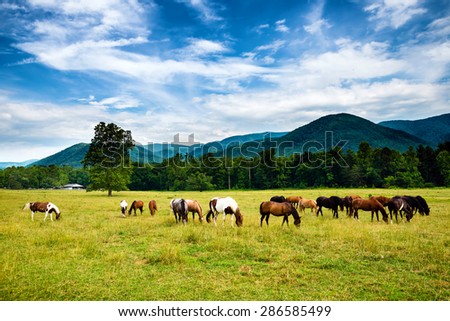 Herd of horses graze before smoky mountains in Tennessee at Cades Cove Great Smoky Mountains National Park
