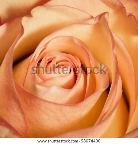 Close up of peach rose used in flower arrangement bouquet