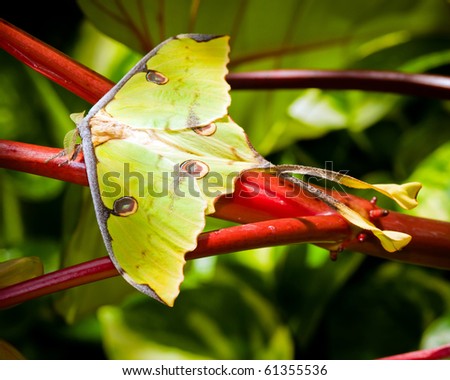 Giant luna moth in its environment.