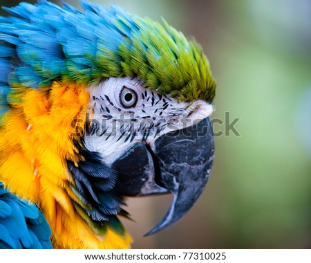Close up of blue and yellow macaw parrot with copy space