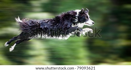 Wet border collie dog in midair after jumping off dock into water, with panning motion blur.