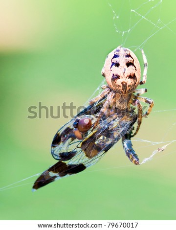 Spider feeds on dragonfly caught in its web.