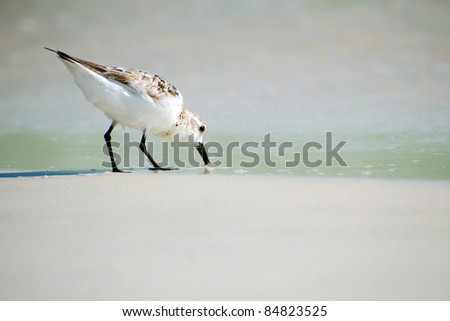 Sandpiper searching for food on Florida coast.