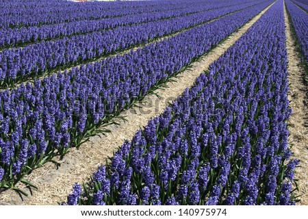 Field of deep purple hyacinths at the Keukenhof in The Netherlands