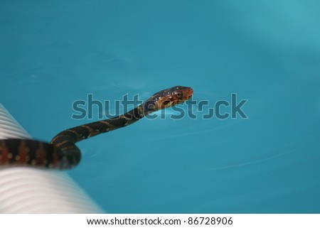 Brown banded water snake in a residential pool, juvenile