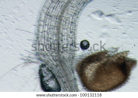 science botany micrograph plant arabidopsis thaliana root tissue  micro