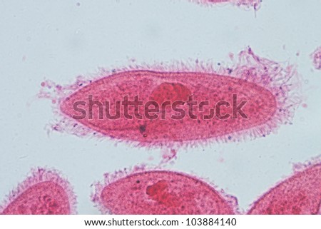 Paramecium 400X