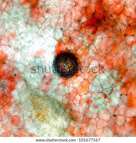 red cherry fruit peel cell, science micrograph plant pattern backgorund