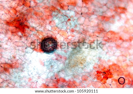 science micrograph red cherry fruit peel cell, pattern texture background