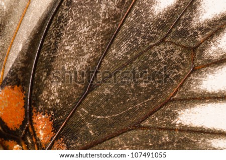 butterfly wing detail pattern texture background