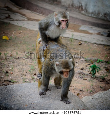two animal monkey mating sex love