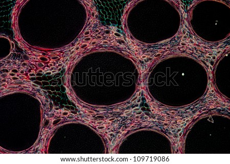 micrograph plant tissue cell , stem of pumpkin