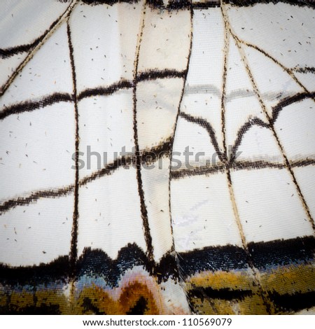 butterfly wing detail pattern texture background