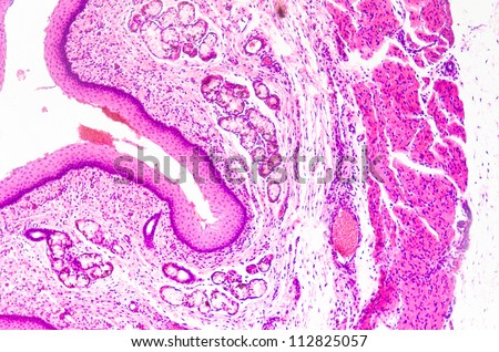 micrograph of medical science stratified squamous epithelium tissue cell