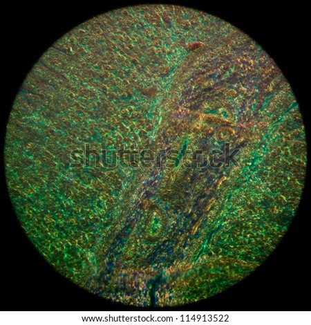 education science medical anthropotomy physiology micrograph of stomach tissue