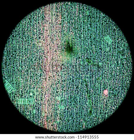 education science microscopy micrograph black algae leaf