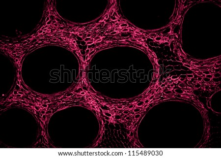 education science micrograph plant tissue cell , stem of pumpkin