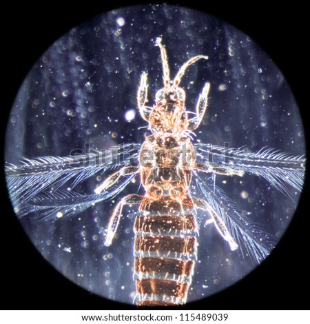 education science microscopy micrograph animal insect, Magnification 50X