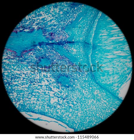 education science microscopy micrograph plant tissue, corn embryo