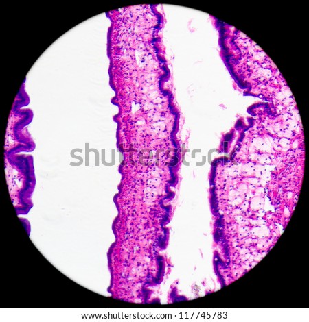 micrograph of medical science cilliated epithelium tissue cell