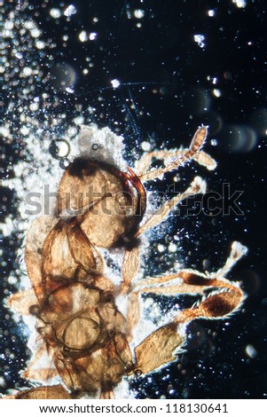 science microscopy micrograph animal insect, Magnification 50X