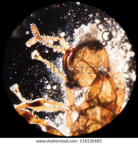 science microscopy micrograph animal insect, Magnification 50X