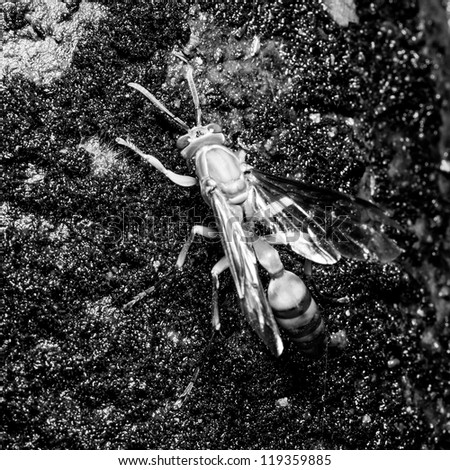 wasp (Parapolybia indica) drinking water on wet wall, balck and white