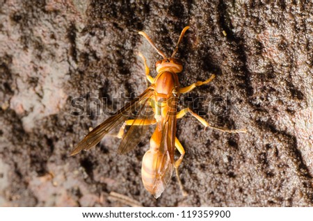 wasp (Parapolybia indica) drinking water on wet wall