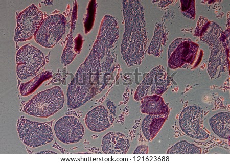 science physiology micrograph of rat testis tissue, phase contrast microscope mode