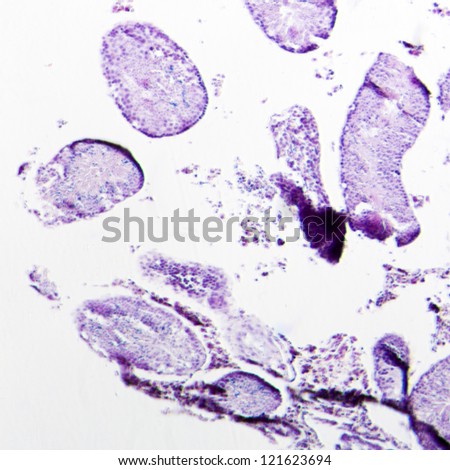 science physiology micrograph of rat testis tissue