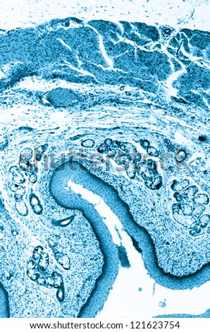 micrograph of medical science stratified squamous epithelium tissue cell