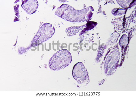 science physiology micrograph of rat testis tissue