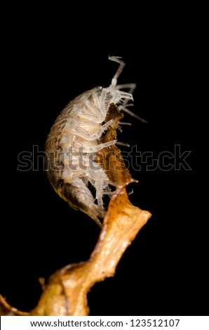 animal pill bug macro